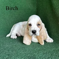 Birch, a male Basset Hound for sale in Nicholls, GA – Photo 1 of 8