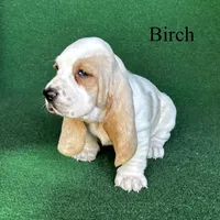 Birch, a male Basset Hound for sale in Nicholls, GA – Photo 3 of 8