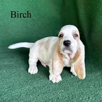 Birch, a male Basset Hound for sale in Nicholls, GA – Photo 8 of 8