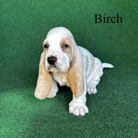 Birch, a male Basset Hound for sale in Nicholls, GA – Photo 7 of 8