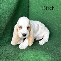 Birch, a male Basset Hound for sale in Nicholls, GA – Photo 6 of 8