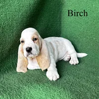 Birch, a male Basset Hound for sale in Nicholls, GA – Photo 2 of 8
