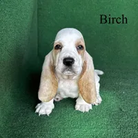 Birch, a male Basset Hound for sale in Nicholls, GA – Photo 5 of 8