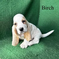 Birch, a male Basset Hound for sale in Nicholls, GA – Photo 4 of 8