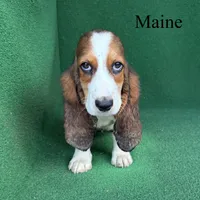 Maine - Long Hair, a female Basset Hound for sale in Nicholls, GA – 3 of 5