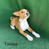 Tatiana, a female Basenji for sale in Nicholls, GA – Photo 8 of 10