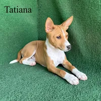 Tatiana, a female Basenji for sale in Nicholls, GA – Photo 3 of 10