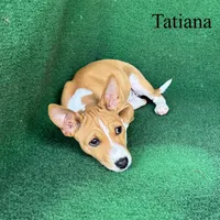 Tatiana, a female Basenji for sale in Nicholls, GA – Photo 10 of 10