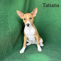 Tatiana, a female Basenji for sale in Nicholls, GA – Photo 2 of 10
