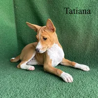 Tatiana, a female Basenji for sale in Nicholls, GA – Photo 5 of 10