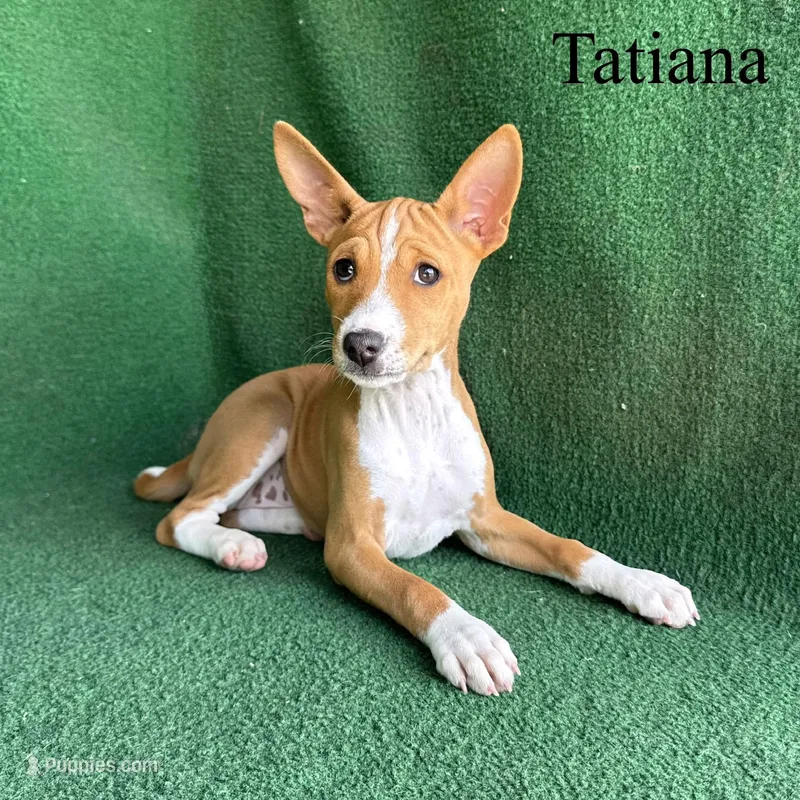 Tatiana, a female Basenji for sale in Nicholls, GA – Photo 1 of 10