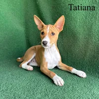 Tatiana, a female Basenji for sale in Nicholls, GA – Photo 1 of 10