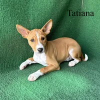 Tatiana, a female Basenji for sale in Nicholls, GA – Photo 4 of 10