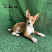 Tatiana, a female Basenji for sale in Nicholls, GA – Photo 9 of 10