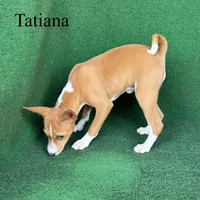 Tatiana, a female Basenji for sale in Nicholls, GA – Photo 6 of 10