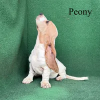 Peony, a female Basset Hound for sale in Nicholls, GA – 8 of 10