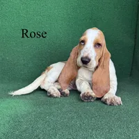Rose, a female Basset Hound for sale in Nicholls, GA – 3 of 10