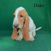 Duke, a female Basset Hound for sale in Nicholls, GA – 3 of 4