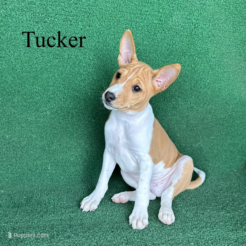 Tucker – Basenji puppy for sale in Nicholls, GA