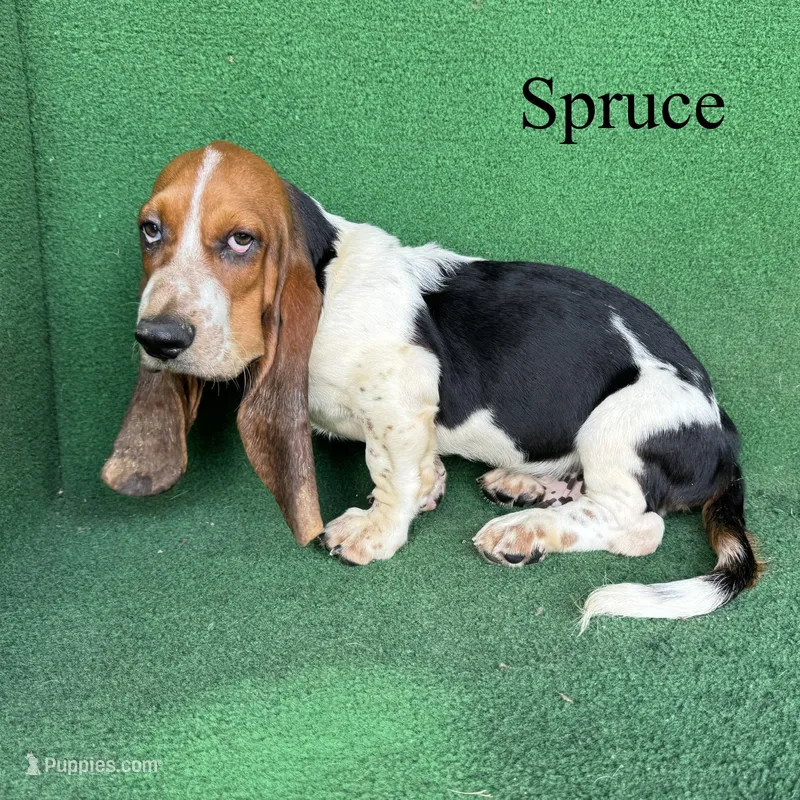 Spruce – Basset Hound puppy for sale in Nicholls, GA