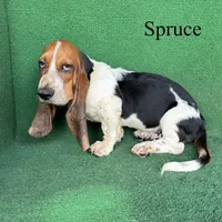 Spruce, a male Basset Hound for sale in Nicholls, GA – 6 of 7