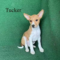Tucker, a male Basenji for sale in Nicholls, GA – 9 of 9
