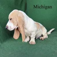 Michigan, a male Basset Hound for sale in Nicholls, GA – 4 of 10
