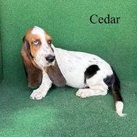 Cedar, a male Basset Hound for sale in Nicholls, GA – 3 of 10