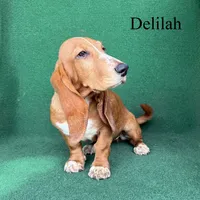 Delilah, a female Basset Hound for sale in Nicholls, GA – 3 of 10