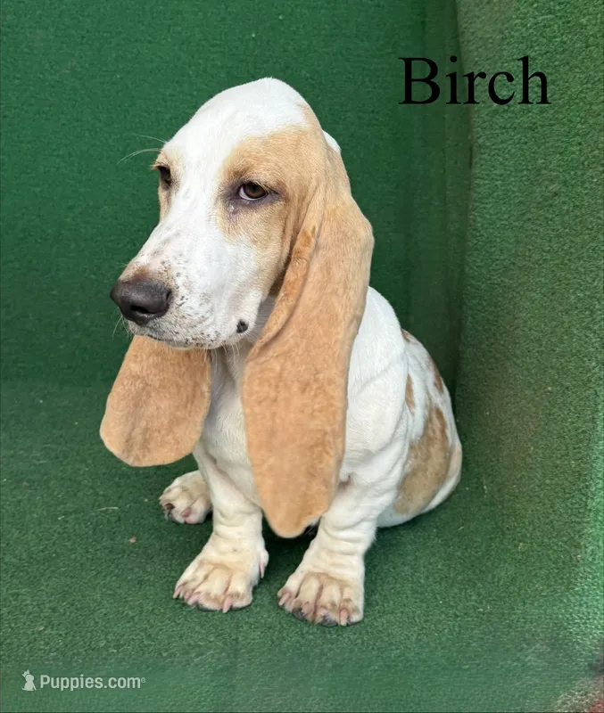Birch – Basset Hound puppy for sale in Nicholls, GA