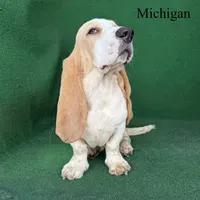 Michigan, a male Basset Hound for sale in Nicholls, GA – 10 of 10