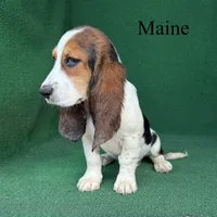 Maine - Long Hair, a female Basset Hound for sale in Nicholls, GA – 2 of 5