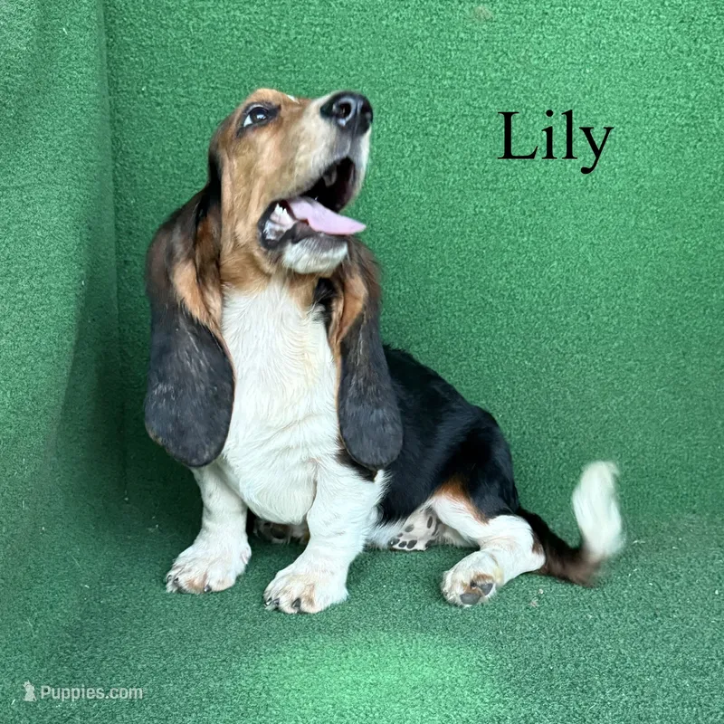 Lily - Long Hair – Basset Hound puppy for sale in Nicholls, GA