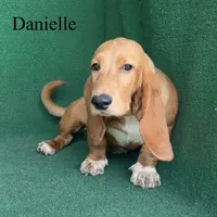 Danielle, a female Basset Hound for sale in Nicholls, GA – 3 of 9