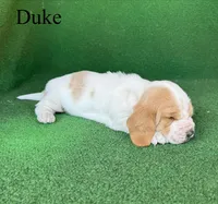 Duke, a female Basset Hound for sale in Nicholls, GA – Photo 5 of 7