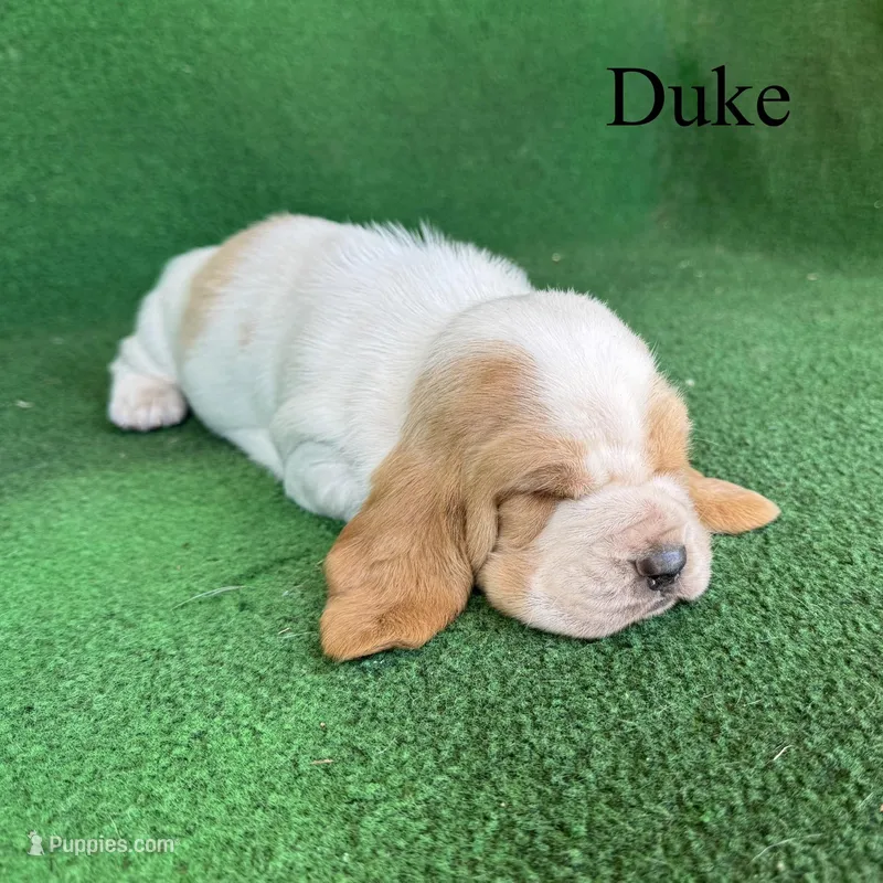 Duke