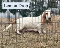 Duke, a female Basset Hound for sale in Nicholls, GA – Photo 6 of 7