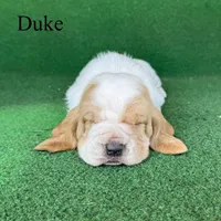 Duke, a female Basset Hound for sale in Nicholls, GA – Photo 3 of 7
