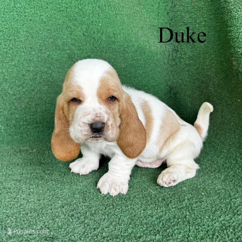 Duke