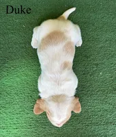 Duke, a female Basset Hound for sale in Nicholls, GA – Photo 4 of 7