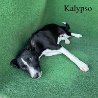 Kalypso, a female Basenji for sale in Nicholls, GA – 9 of 9
