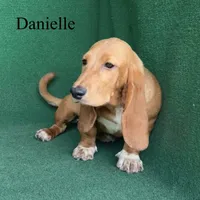 Danielle, a female Basset Hound for sale in Nicholls, GA – 9 of 9