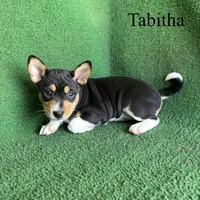 Tabitha, a female Basenji for sale in Nicholls, GA – Photo 8 of 10