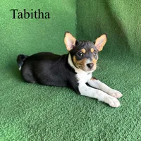 Tabitha, a female Basenji for sale in Nicholls, GA – Photo 4 of 10