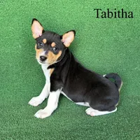 Tabitha, a female Basenji for sale in Nicholls, GA – Photo 5 of 10