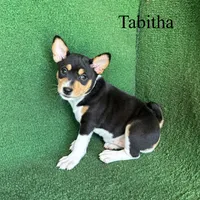 Tabitha, a female Basenji for sale in Nicholls, GA – Photo 2 of 10