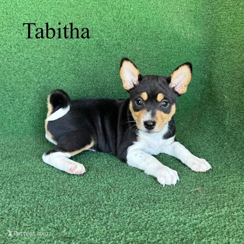 Tabitha
