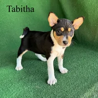 Tabitha, a female Basenji for sale in Nicholls, GA – Photo 3 of 10