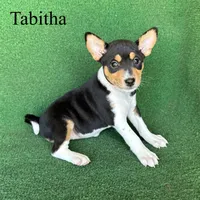 Tabitha, a female Basenji for sale in Nicholls, GA – Photo 9 of 10