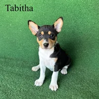 Tabitha, a female Basenji for sale in Nicholls, GA – Photo 7 of 10